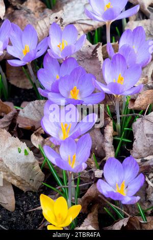 Blassblauer Crocus etruscus 'Zwanenburg', Blumen, Winter, Blüte, Krokusse, Ende Februar Stockfoto