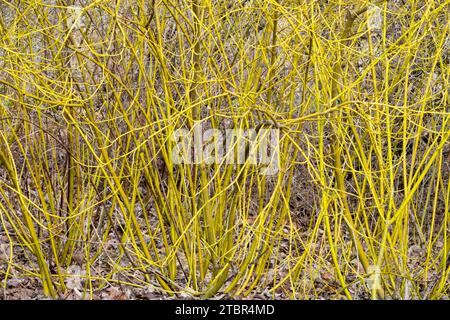 Gelber Twig Dogwood Cornus „Flaviramea“ Stockfoto