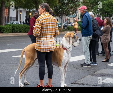 New Orleans, Louisiana, USA - 23. November 2023. Touristen, einschließlich einer Frau mit einem sehr großen Hund, stehen an, um die New Orleans Thanksgiving Day Parade zu sehen Stockfoto