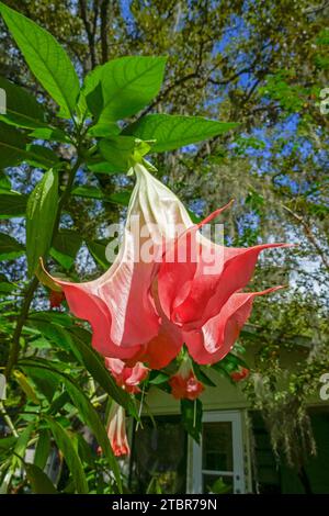 Angel's Trompete oder Brugmansia ist eine wunderschöne hängende Blume, die in Südamerika beheimatet ist. Stockfoto