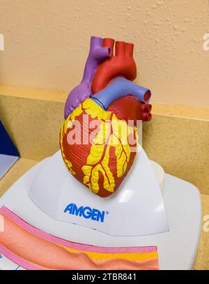 Modell des menschlichen Herzens in einem der Untersuchungsräume DES CARDIAC & VASCULAR INSTITUTE IN GAINESVILLE, FLORIDA. Stockfoto