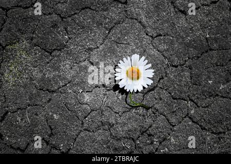 Ein Gänseblümchen wächst in einem gerösteten Erdboden Stockfoto