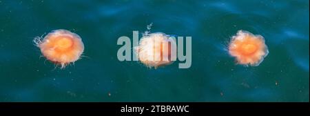 Feuerqualle cyanea capillata in der Nordsee Stockfoto