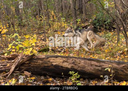 Grauer Wolf (Canis Lupus) läuft hinter Log Autumn - Gefangenes Tier Stockfoto