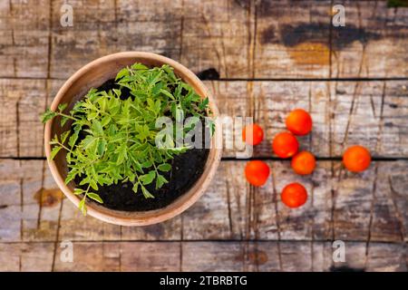 Kirschtomaten, Tomatenpflanze in einem Blumentopf Stockfoto