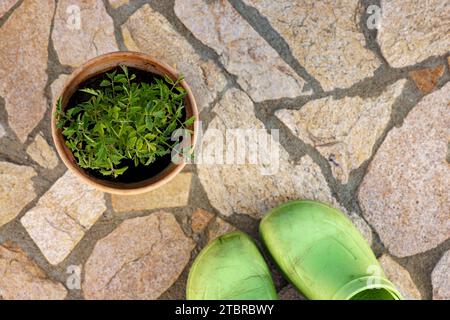 Kirschtomaten, Tomatenpflanze in einem Blumentopf Stockfoto