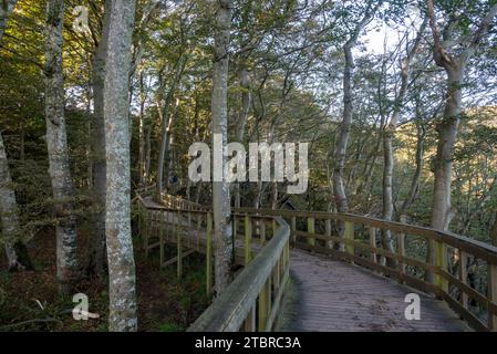 Buchen und andere Laubbäume an den Klippen Möns Klint, Mön, Dänemark Stockfoto