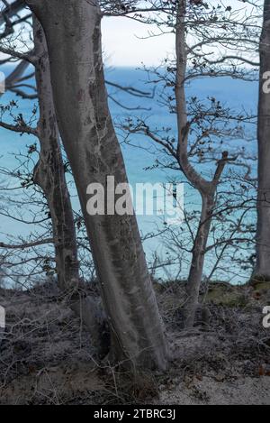 Buchen und andere Laubbäume an den Klippen Möns Klint, Mön, Dänemark Stockfoto