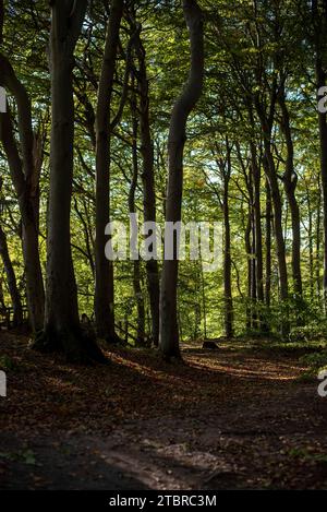 Buchen und andere Laubbäume an den Klippen Möns Klint, Mön, Dänemark Stockfoto