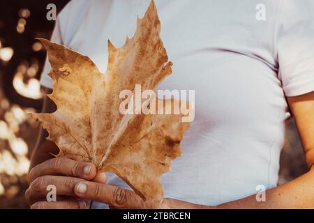 Nahaufnahme einer Frau, die ein großes gelbes Herbstahornblatt allein in der Freizeit hält. Konzept von Mensch und Natur Umwelt Lebensstil nachhaltiges Leben. Waldsaison Hintergrund natürlich Stockfoto