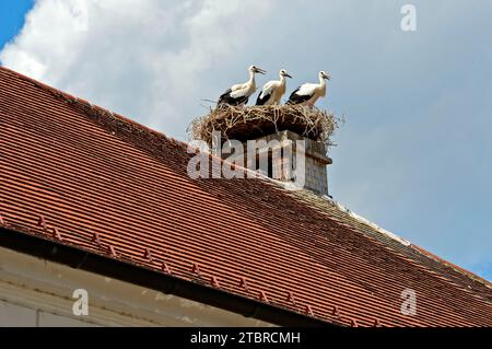 Drei junge Weißstörche (Ciconia ciconia) stehen in einem Nest auf einem Dach, Rust, Burgenland, Österreich Stockfoto