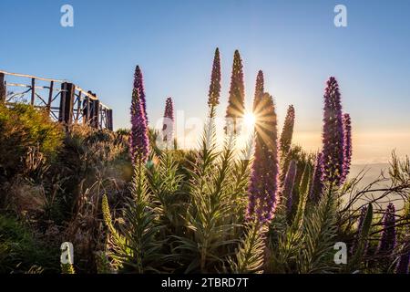 Adderheads, Sonnenaufgang auf Pico Arieiro, Madeira, Portugal, Europa Stockfoto