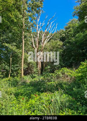 Deutschland, Mecklenburg-Vorpommern, Halbinsel Fischland-Darß-Zingst, Prerow, grüne Waldfläche an der Ostsee, Blick auf einen Windjungen, einen Baum, der vom Küstenwind geformt wird Stockfoto