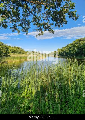 Blick auf den Prerowbach im Ostseebad Prerow, Halbinsel Fischland-Darß-Zingst, Mecklenburg-Vorpommern, Deutschland Stockfoto