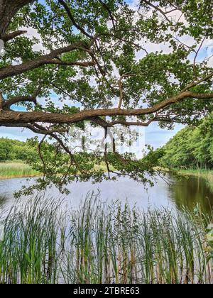 Blick auf den Prerowbach im Ostseebad Prerow, Halbinsel Fischland-Darß-Zingst, Mecklenburg-Vorpommern, Deutschland Stockfoto