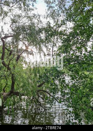 Blick auf den Prerowbach im Ostseebad Prerow, Halbinsel Fischland-Darß-Zingst, Mecklenburg-Vorpommern, Deutschland Stockfoto