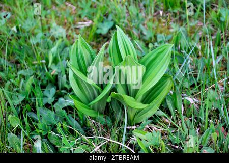 White Germer (Veratrum-Album) auf einer Feuchtwiese bei Mittenwald Stockfoto