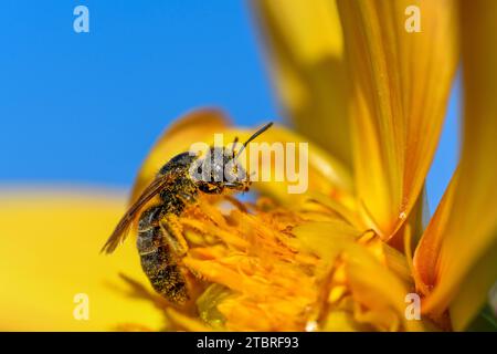 Wildbiene, gefleckte Stelisbiene, Stelis punctulatissima Stockfoto