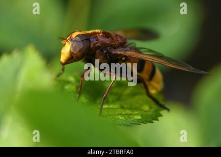 hornet imitiert den hoverfly, Volucella zonaria Stockfoto