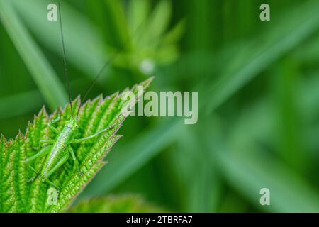 Große grüne Bush Cricket, Tettigonia viridissima Stockfoto
