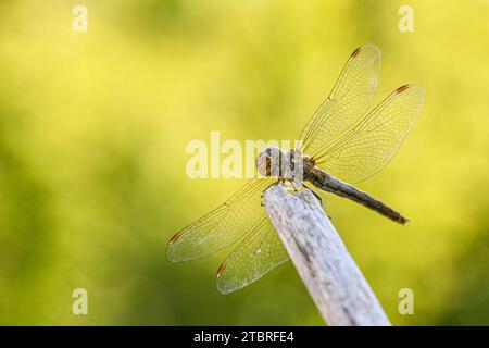 Große Libelle, Sympetrum striolatum Stockfoto