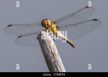 Große Darter Libelle, Sympetrum striolatum Stockfoto