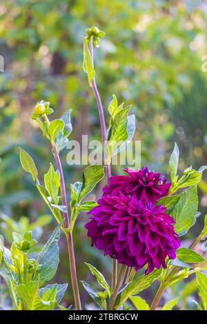 Seerosenblüte Dahlien, Nahaufnahme in der Natur Stockfoto