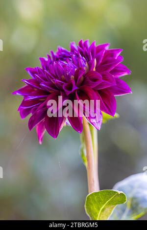 Seerosenblüte Dahlien, Nahaufnahme in der Natur Stockfoto