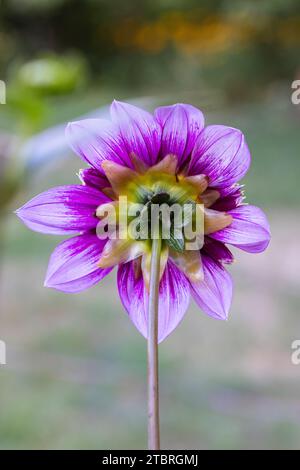 Seerosenblüte Dahlien, Nahaufnahme in der Natur Stockfoto