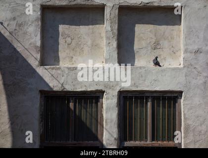 Eine einzelne Taube sitzt in einem arabischen Fensterportal in einer Steinmauer, Al Seef, Dubai, VAE. Stockfoto