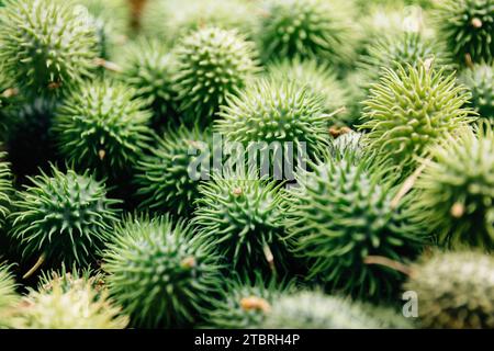 Igelgurke, Cucumis dipsaceus Stockfoto