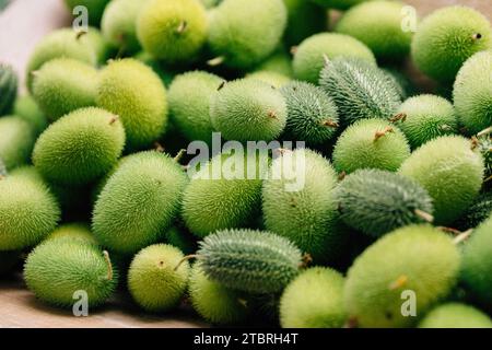 Igelgurke, Cucumis dipsaceus Stockfoto
