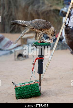 Falke sitzt auf einem Barsch im Freiluftmuseum von Al Bastakiya in der Altstadt (Al Fahidi Historical District), Dubai, VAE. Stockfoto