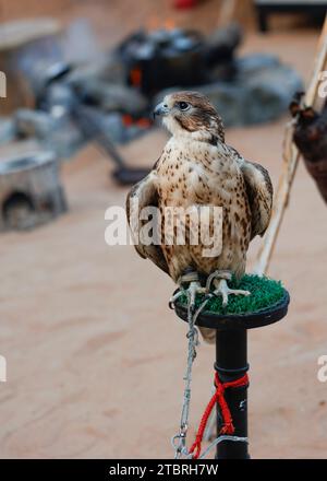 Falke sitzt auf einem Barsch im Freiluftmuseum von Al Bastakiya in der Altstadt (Al Fahidi Historical District), Dubai, VAE. Stockfoto