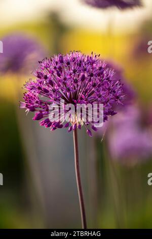 Allium „Purple Sensation“ blüht, Nahaufnahme, verschwommener Hintergrund Stockfoto
