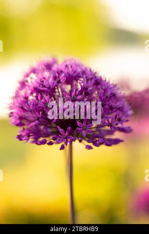Allium „Purple Sensation“ blüht, Nahaufnahme, Bokeh-Hintergrund Stockfoto
