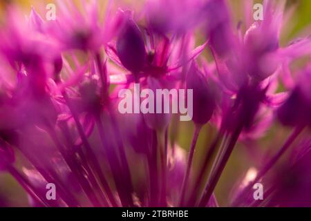 Allium „Purple Sensation“ Blüten, Nahaufnahme Blumenkopf, abstrakt Stockfoto