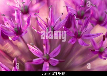 Allium 'Purple Sensation' blüht, Nahaufnahme, Blumenkopf Stockfoto