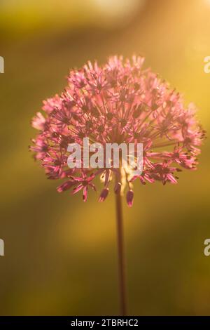 Allium „Purple Sensation“ blüht, Nahaufnahme, Bokeh-Hintergrund Stockfoto
