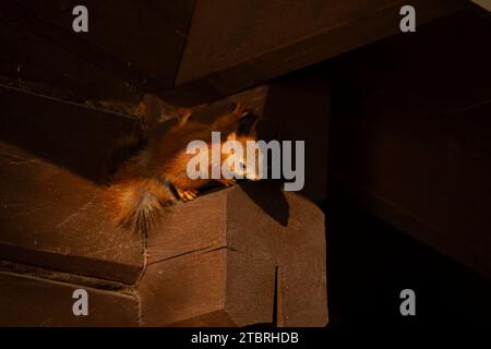 Junges eurasisches Rotes Eichhörnchen (Sciurus vulgaris), Sommer, Finnland Stockfoto