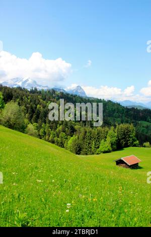 Frühlingswiese, Bäume mit frischen grünen Blättern in der Nähe des Kirchendorfes Wamberg, Stadtteil Garmisch-Partenkirchen, Alpspitze, Zugspitze, Waxenstein, Wir Stockfoto