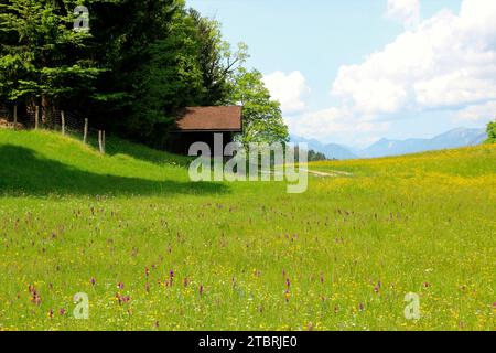 Frühlingswiese mit kriechendem Gelder, Ajuga reptans, in der Nähe des Kirchendorfes Wamberg, Stadtteil Garmisch-Partenkirchen, Werdenfelser Land, Oberer Bava Stockfoto