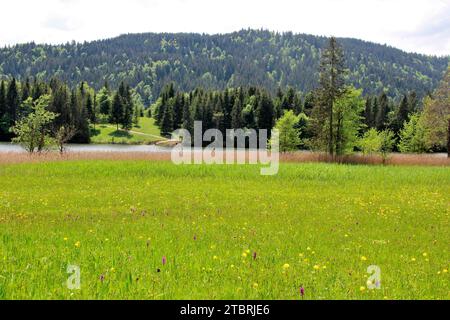 Trollblumenwiese mit kriechendem Bindweed, Ajuga reptans am Geroldsee, Krün, im Frühjahr, Bayern, Oberbayern, Werdenfelser Land, Deutschland, Europ Stockfoto