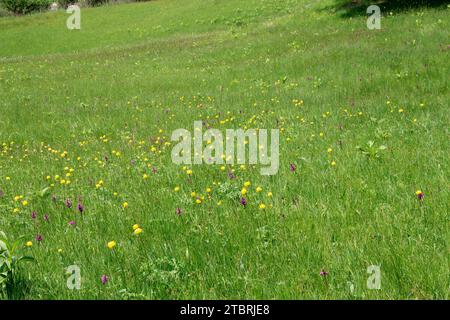 Alpenblumenwiese, Trollblume (Trollius europaeus) Deutschland, Bayern, Werdenfels, Geroldsee, Krün, im Frühjahr Stockfoto