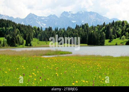 Trollblumenwiese mit kriechendem Bindweed, Ajuga reptans am Geroldsee, Krün, im Frühjahr, Karwendelgebirge, Bayern, Oberbayern, Werdenfelser Land, G Stockfoto