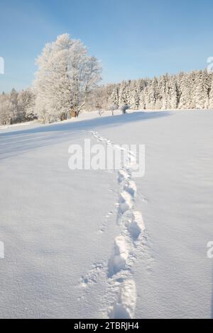 Unglaubliche Winterlandschaft mit schneebedeckten Bäumen unter hellem Sonnenlicht am frostigen Morgen. Atemberaubende Naturlandschaft im Winter Bergtal. Beeindruckend Stockfoto