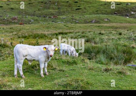 Kühe auf der Salater Alm, Bauernhof, Buchebenstraße, Bucheben, Rauris, Rauristal, Pinzgau, Salzburger Land, Österreich Stockfoto