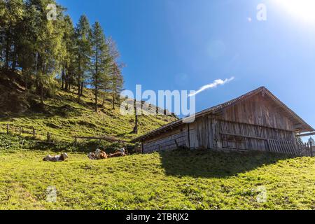 Kühe auf der Alm, Fröstlberg im Rauristal, Rauris, Pinzgau, Salzburger Land, Österreich Stockfoto