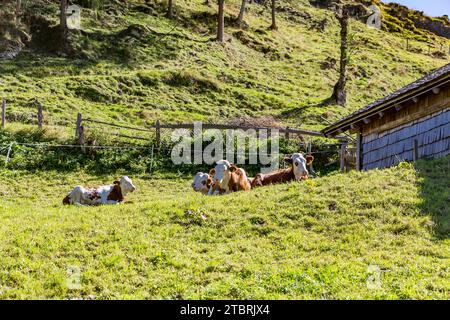 Kühe auf der Alm, Fröstlberg im Rauristal, Rauris, Pinzgau, Salzburger Land, Österreich Stockfoto