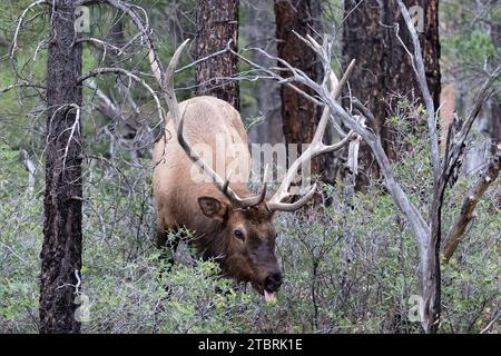 Nahaufnahme des Rocky Mountain Elchs (Cervus elaphus nelsoni, Fütterung im Grand Canyon Park. Mann mit großen Geweihen, Wald im Hintergrund. Stockfoto